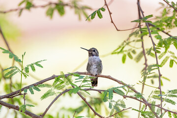 Close up shot of a cute hummingbird resting on a tree brunch