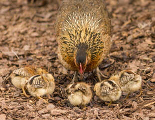 Hen and biddies