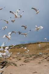 Flying seagulls at the North-sea coastline 5