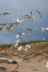 Flying seagulls at the North-sea coastline 6