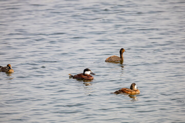 Close up shot of a Black-necked grebe and some ducks swimming in a pond