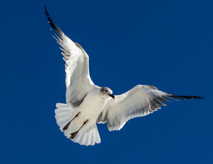 Obraz premium Seagull in air
