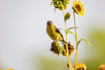 Close up shot of a cute Lesser goldfinch eating on a sunflower