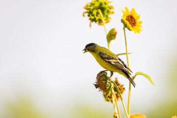 Close up shot of a cute Lesser goldfinch eating on a sunflower