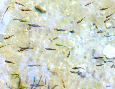 Minnows