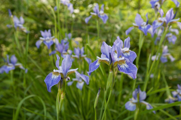 Blue Iris flowers grow in the garden bed