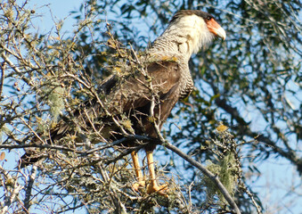 southern crested caracara 
