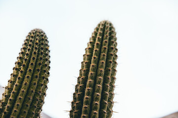 Cactus