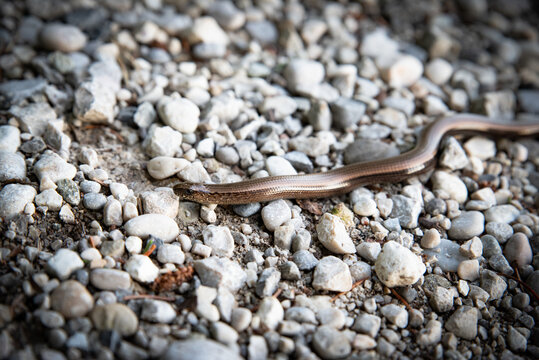 Blindschleiche