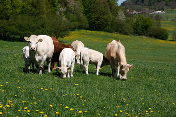 Kälber und Muttertiere auf einer Bergweide in Thüringen. Schmalkalden, Thüringen, Deutschland, Europa
