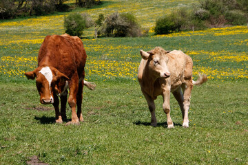 Deutsche Braunvieh und Simmentaler auf einer Bergweide. Schmalkalden, Th&uuml;ringen, Deutschland, Europa
