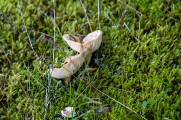 after a warm summer rain, mushrooms appeared on the surface in the forest