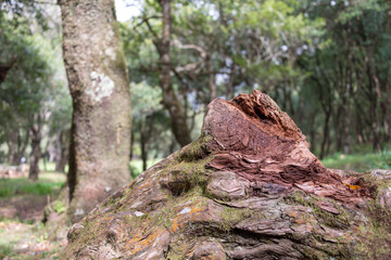 Old wooden trunk in the forest in selective focus. 