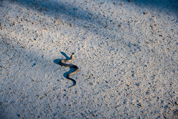 a black snake with a yellow stripe at the head does not cross the asphalt road