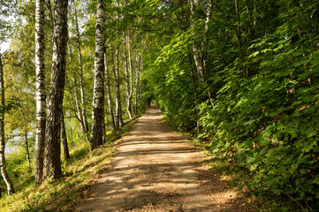 Fototapeta premium Sunny forest path between birches and maples