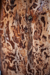 Pine bark. Wood surface.