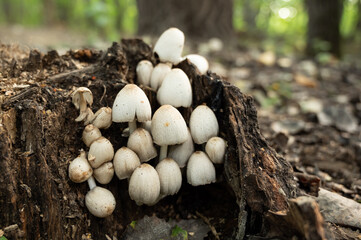 Small mushrooms growing at old stump in a forest
