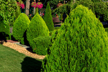 Landscaping of a backyard garden with evergreen arborvitae bushes in a summer greenery park with...
