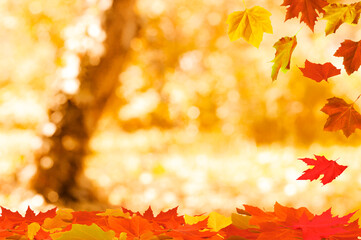 Naklejka na ściany i meble maple leaves on the autumn blurred background with bokeh lights