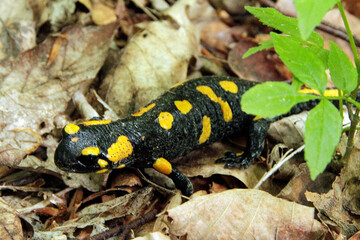 Feuersalamander, Lurch, Salamandra salamandra, Kleinschmalkalden, Thueringen, Deutschland, Europa