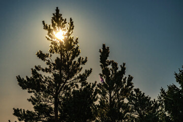 Full golden Moon lights exactly behind of pine tree top, late summer night with clear skies and tiny thin white fog. Pine tree forest.