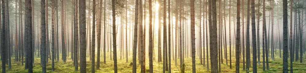 Breathtaking panoramic view of the pine forest at sunset. Golden evening light through the tree trunks. Picturesque scenery. Ecology, pure nature, environmental conservation in Europe © Alex Stemmer