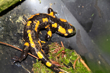 Der Feuersalamander steht unter Naturschutz. Salamandra salamandra, Kleinschmalkalden, Thüringen, Deutschland, Europa
