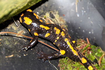 Obraz premium Der Feuersalamander steht unter Naturschutz. Salamandra salamandra, Kleinschmalkalden, Thüringen, Deutschland, Europa 