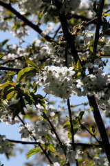 Obstblüte im Obstanbaugebiet von Gierstedt. Thüringen, Deutschland, Europa