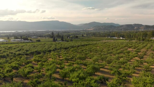 Cinematic aerial footage of vineyards and Kelowna near Lake Okanagan. 4K 24FPS.