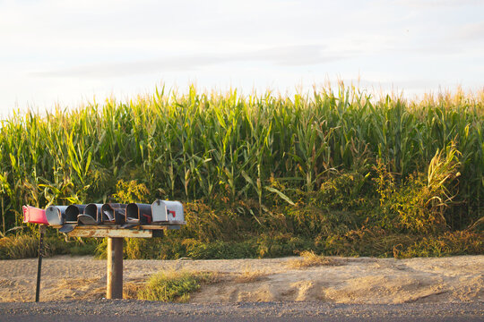 Rural mailboxes at the side of a road with open lids in front of cornfield
