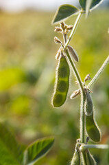 Young soybean pod on a stalk against the light. Agricultural soy plant. Selective focus.