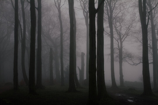 Fog in woods