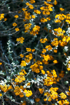 Yellow flowers background.