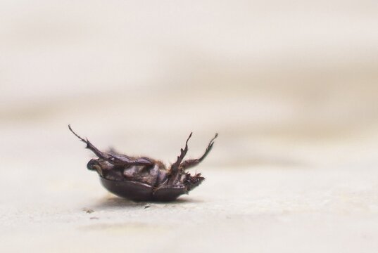 Dead beetle upside down on the ground