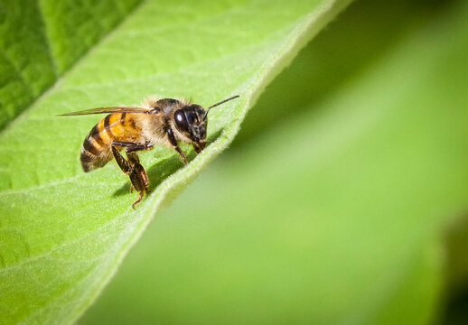 Bee - Close-up