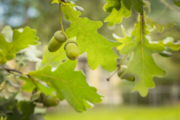 acorns on an oak branch in the forest, green oak seeds sing on the tree