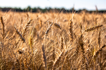 Golden Wheat Field