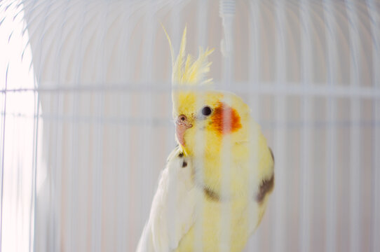 Yellow nymph parrot