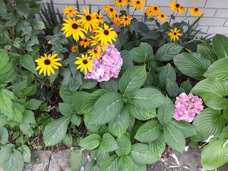 flowers in the garden