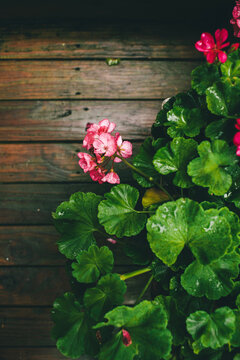 overhead of a pink geranium on a wood floor
