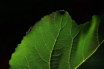 A green fresh fig leaf, with a lot of structure, as a close-up and detailed shot against a dark background