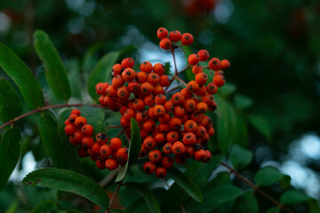 
bright red rowan berries on a branch