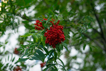 
branch of red rowan on blurred sky background