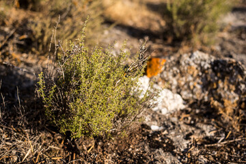 Planta aromatica tomillo en la naturaleza junto a otras plantas y rocas con la luz del sol. 