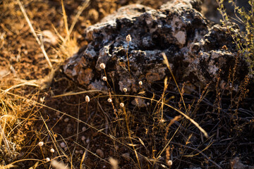Roca con musgo en la naturaleza junto a otras plantas con la luz del sol