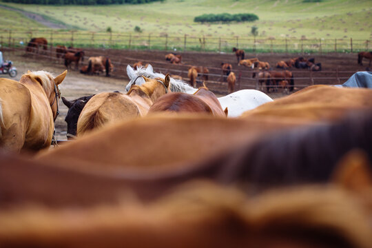 horses in stud farm