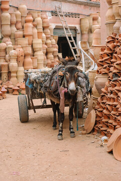 Donkey standing in an alley, Morocco.