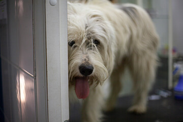 Dog at the reception of a veterinarian.