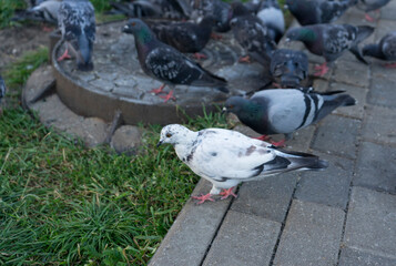 
one pigeon stands out from the crowd